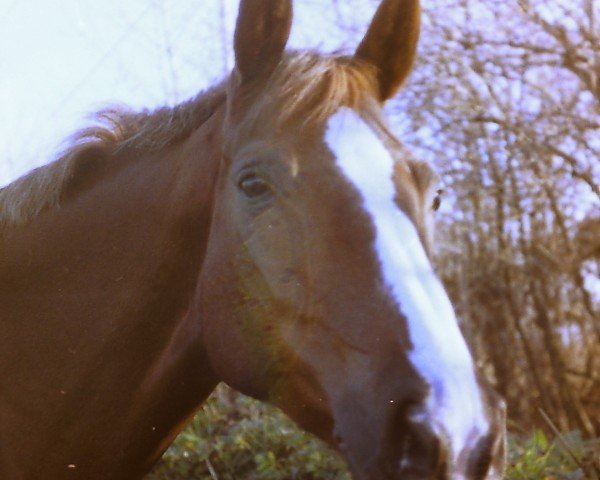 Pferd Blunata (Oldenburger, 1977, von Futuro)