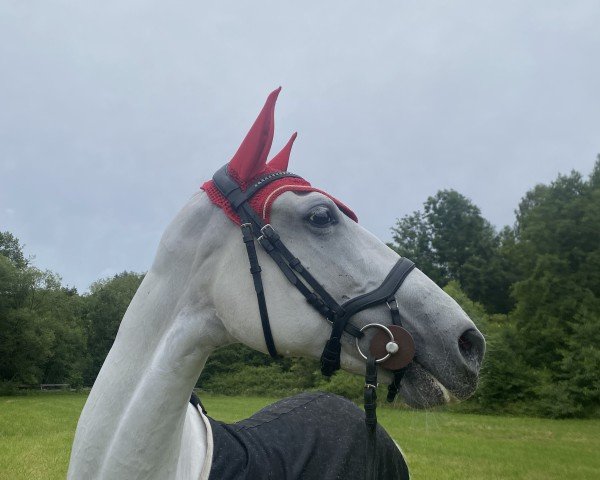 broodmare Dajka (Hungarian Warmblood, 2012, from Debrecen-4)