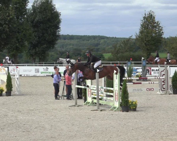 Reitturnier Stolberg-Büsbach 2024