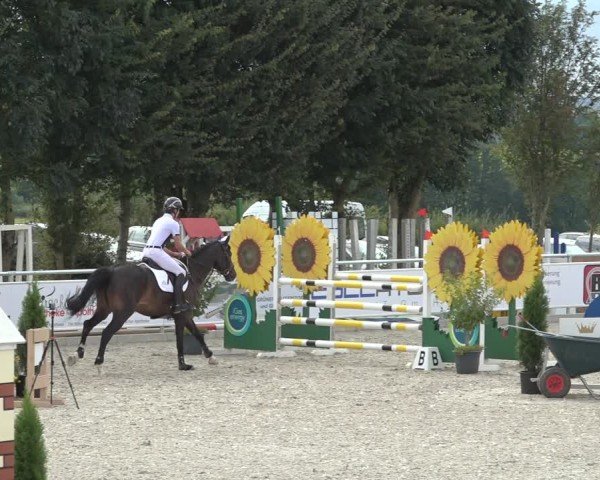 Reitturnier Stolberg-Büsbach 2024