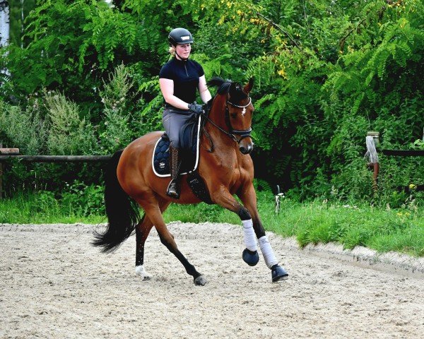 dressage horse Suffragette II CH (Westphalian, 2019, from Sir Heinrich OLD)