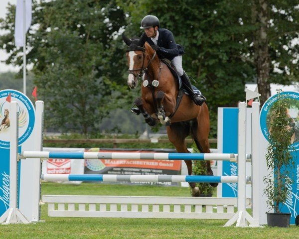 jumper Bentley one (Zangersheide riding horse, 2018, from CONSTANZENHOF'S BARCLEY)