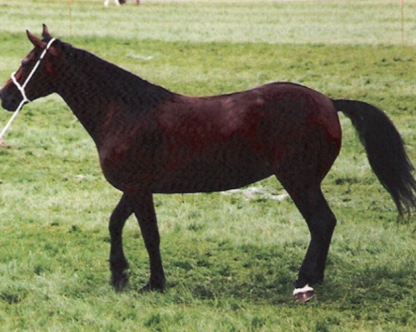 Zuchtstute Ty'r Capel Rachel (Welsh-Cob (Sek. D), 1985, von Parc Sir Ivor)