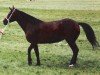 Zuchtstute Ty'r Capel Rachel (Welsh-Cob (Sek. D), 1985, von Parc Sir Ivor)