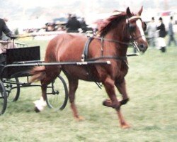 horse Penclose Rosyn (Welsh-Cob (Sek. D), 1974, from Honyton Michael ap Braint)