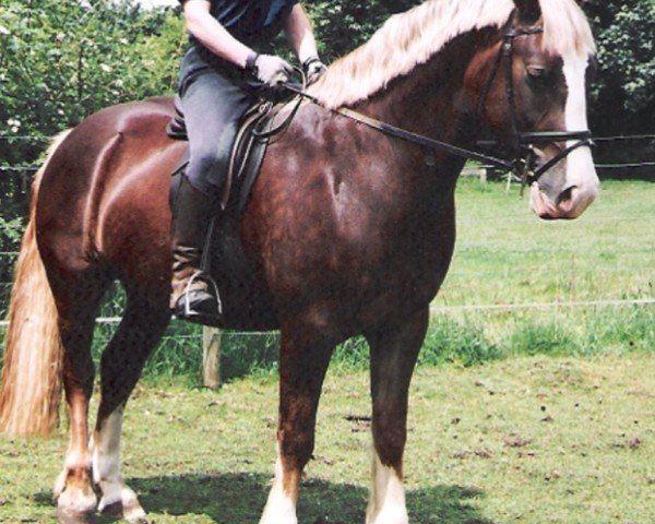 Pferd Rainhill Rambo (Welsh-Cob (Sek. D), 1999, von Ystrad Dewi Flyer)