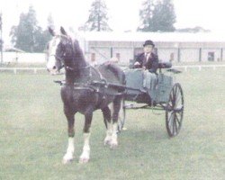 Pferd Pentrebrain Comet (Welsh-Cob (Sek. D), 1975, von Parc Welsh Flyer)