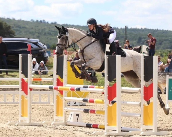 Springpferd Queen Bella Cortina (Deutsches Sportpferd, 2017, von Quick Star IV CH)