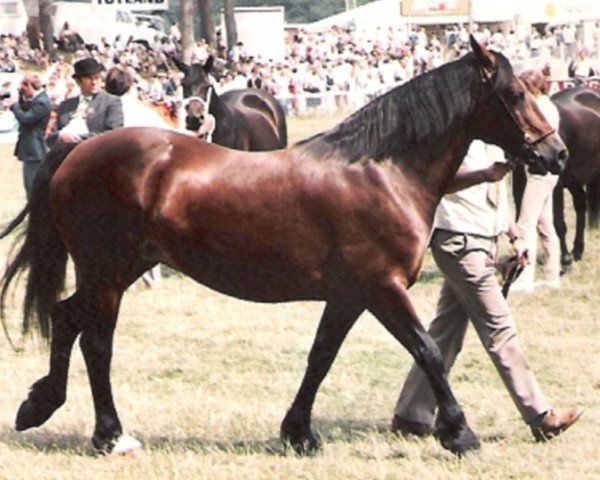 broodmare Parc Daphne (Welsh-Cob (Sek. D), 1975, from Parc Welsh Flyer)