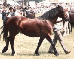 Zuchtstute Parc Daphne (Welsh-Cob (Sek. D), 1975, von Parc Welsh Flyer)