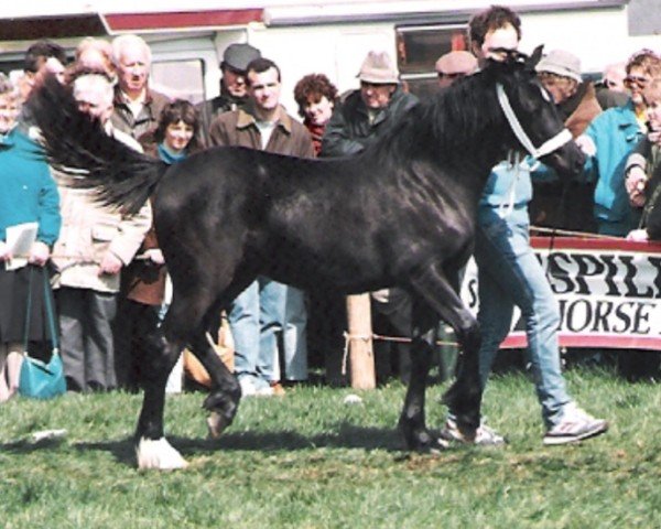 broodmare Parc Roslin (Welsh-Cob (Sek. D), 1987, from Cippyn Red Flyer)