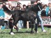 broodmare Parc Roslin (Welsh-Cob (Sek. D), 1987, from Cippyn Red Flyer)