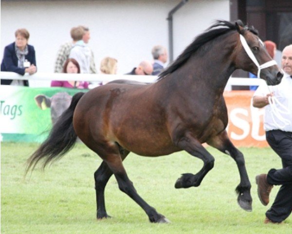 Pferd Parc Rosina (Welsh-Cob (Sek. D), 2002, von Derwen Desert Express)