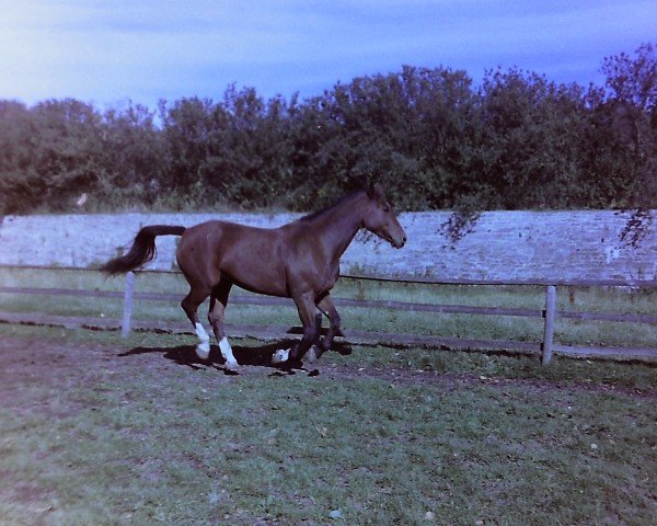 broodmare Ramona (Westphalian, 1975, from Renaldo)