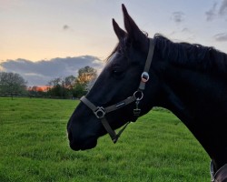 dressage horse Contessa 240 (unknown, 2016)