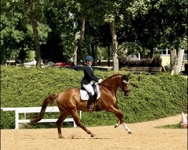 dressage horse Lavaldino (Hanoverian, 2015, from Livaldon)