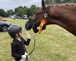 dressage horse Richard 72 (Hanoverian, 2007, from Royal Blend)