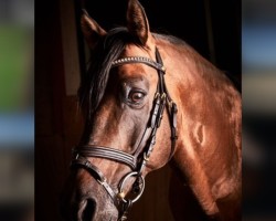 dressage horse FS Di Caprio (Deutsches Reitpony, 1999, from FS Don't Worry)