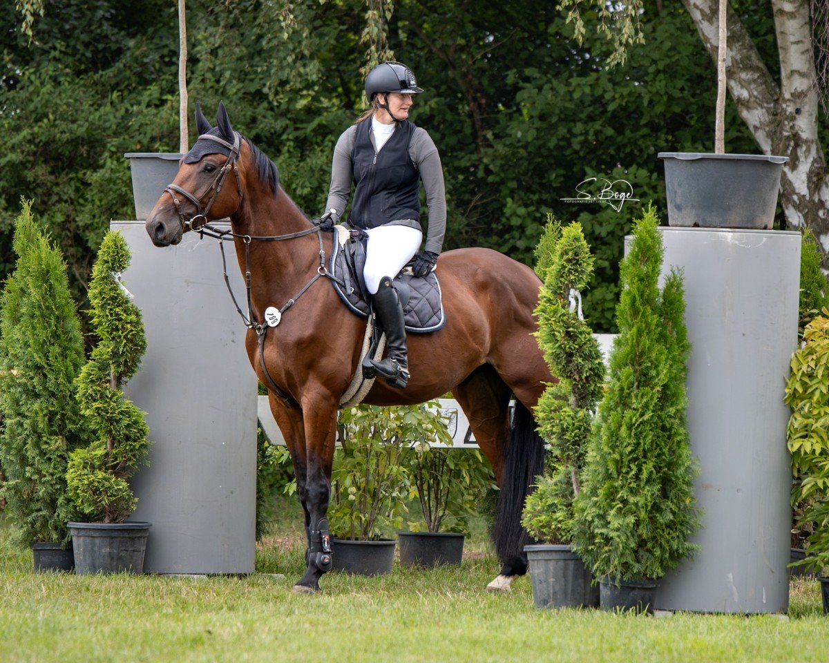 Springpferd Emil 204 (Oldenburger Springpferd, 2019, von Eldorado van de Zeshoek)