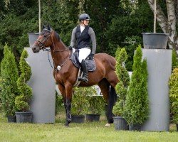 jumper Emil 204 (Oldenburg show jumper, 2019, from Eldorado vd Zeshoek Tn)