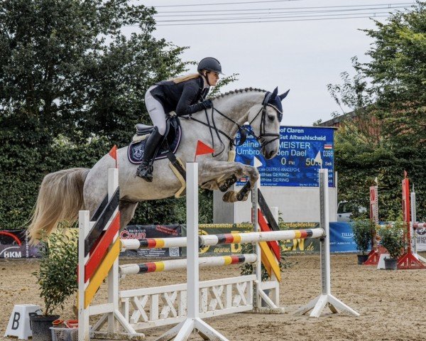 Pferd Umbro van den Dael (Belgisches Warmblut, 2020, von Chaiton F Z)