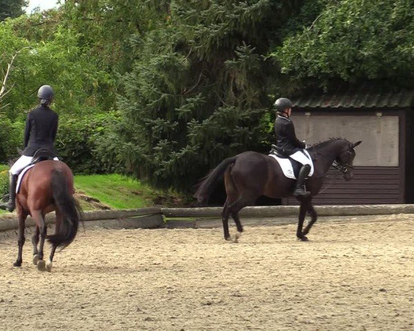 Reitturnier Datteln 2024