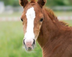 foal by Belle-Amie (Oldenburg, 2024, from Callaho's Benicio)