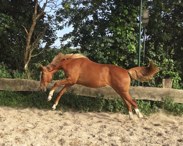 dressage horse Fahrenheit´s Fiue (Oldenburg, 2014, from Tannenhof's Fahrenheit)