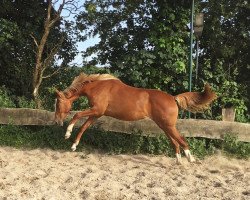 dressage horse Fahrenheit´s Fiue (Oldenburg, 2014, from Tannenhof's Fahrenheit)