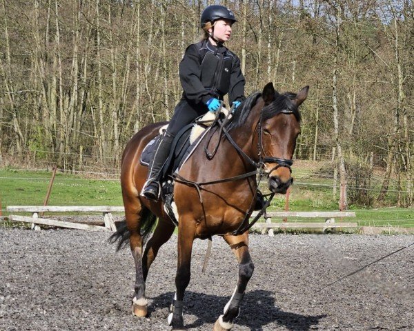 Zuchtstute Emily Rooster (Deutsches Reitpony, 2011, von Cadre)