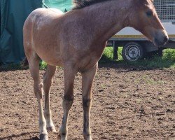 foal by Darik DK (German Riding Pony, 2024, from Del Piero 25)