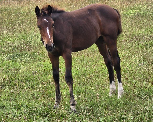 foal by Sakura DK (Holsteiner, 2024, from Casall)