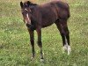 foal by Sakura DK (Holsteiner, 2024, from Casall)