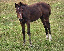 foal by Sakura DK (Holsteiner, 2024, from Casall Ask)