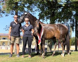 foal by Moneypenny ANW (Austrian Warmblood, 2024, from Blue Hors Viconte)