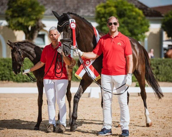 broodmare Madrugada D.Obertje (KWPN (Royal Dutch Sporthorse), 2017, from Franklin)