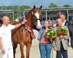 Zuchtstute D.Obertje (KWPN (Niederländisches Warmblut), 2008, von San Remo)