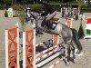 jumper Palermo 284 (anglo european sporthorse, 2019, from Journey D'Ysenbeeck)