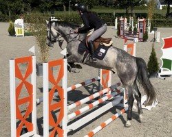 jumper Palermo 284 (anglo european sporthorse, 2019, from Journey D'Ysenbeeck)