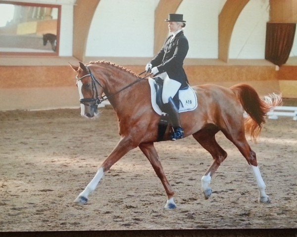 jumper Lamara-Riella (Hanoverian, 2008, from Le Primeur)