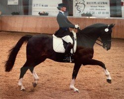 horse Adam's Peak (Holsteiner, 1998, from Alcatraz)