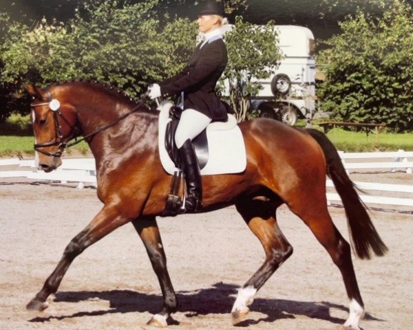 Pferd Carismo J (Holsteiner, 2001, von Contender)