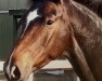 dressage horse Fürst Riello (Hanoverian, 2010, from Fuerst Rousseau)