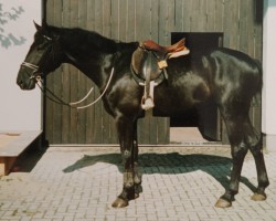 horse Rheinstern (Westphalian, 1984, from Rheingold)