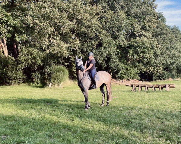 Springpferd Navy Blue (KWPN (Niederländisches Warmblut),  , von Zirocco Blue)