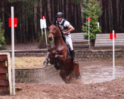 Springpferd Funderus du Bois Halleux (Belgisches Warmblut, 2005, von Thunder van de Zuuthoeve)