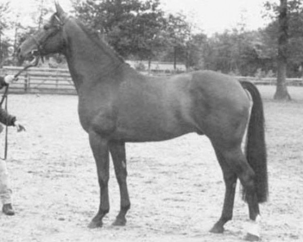 stallion Zeres (KWPN (Royal Dutch Sporthorse), 1981, from Tangelo xx)