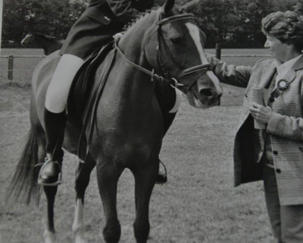 Zuchtstute Klootwijkhoeve's Yentle (New-Forest-Pony, 1992, von Kantje's Ronaldo)