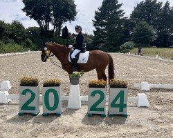 dressage horse Dornik's Röschen MT (Rhinelander, 2018, from Dornik B)