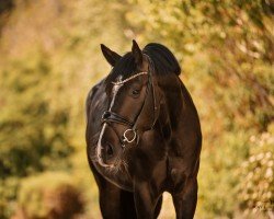 dressage horse Sir Deak (Württemberger, 2020, from St. Patrick)